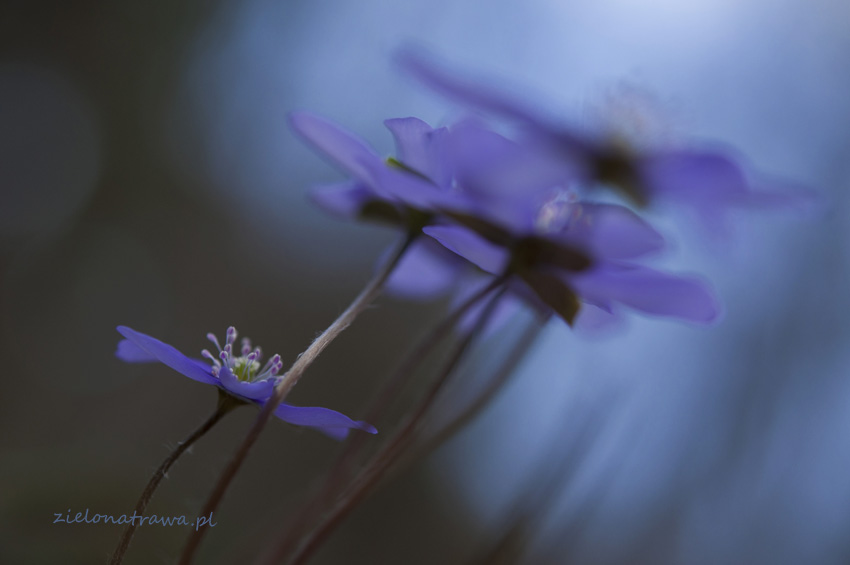 Przylaszczka pospolita (Hepatica nobilis Mill.)