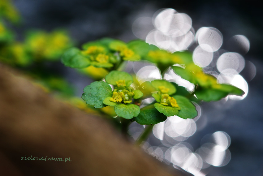 Śledziennica skrętolistna (Chrysosplenium alternifolium L.)