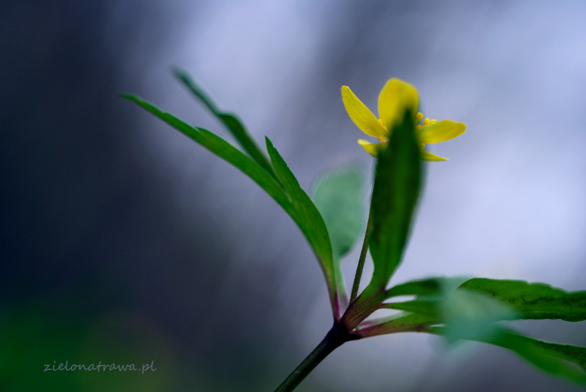 Zawilec żółty (Anemone ranunculoides L.)