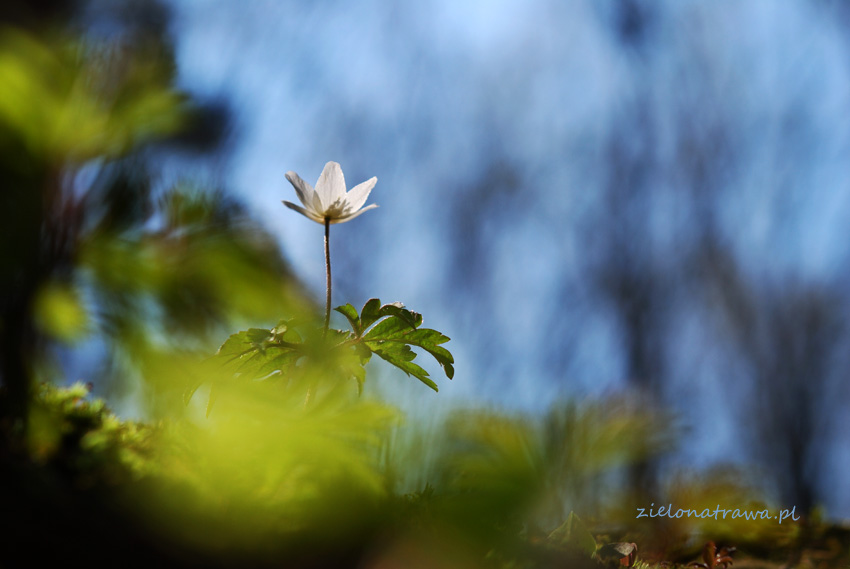 Zawilec gajowy (Anemone nemorosa L.)