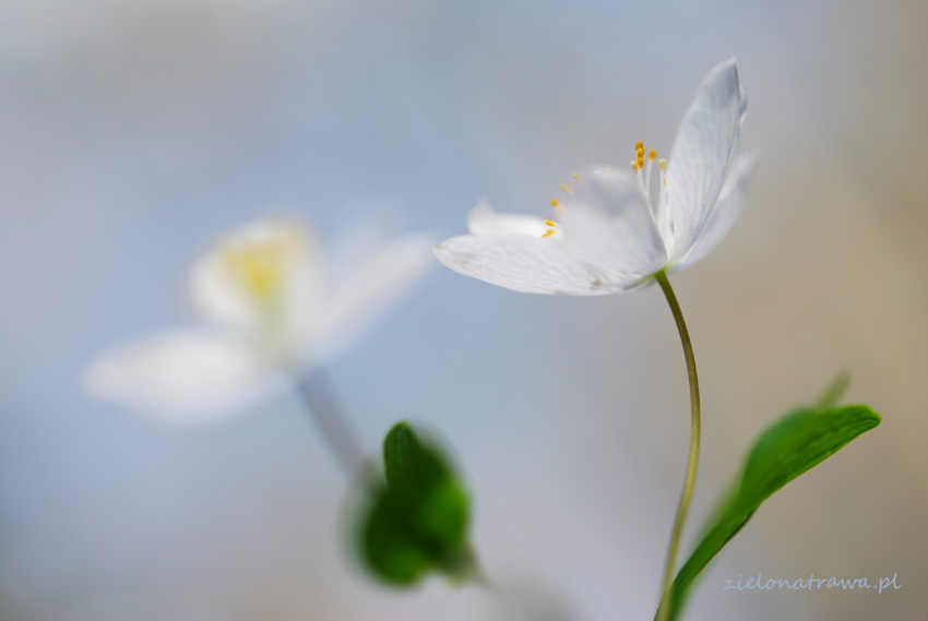 Zawilec gajowy (Anemone nemorosa L.)